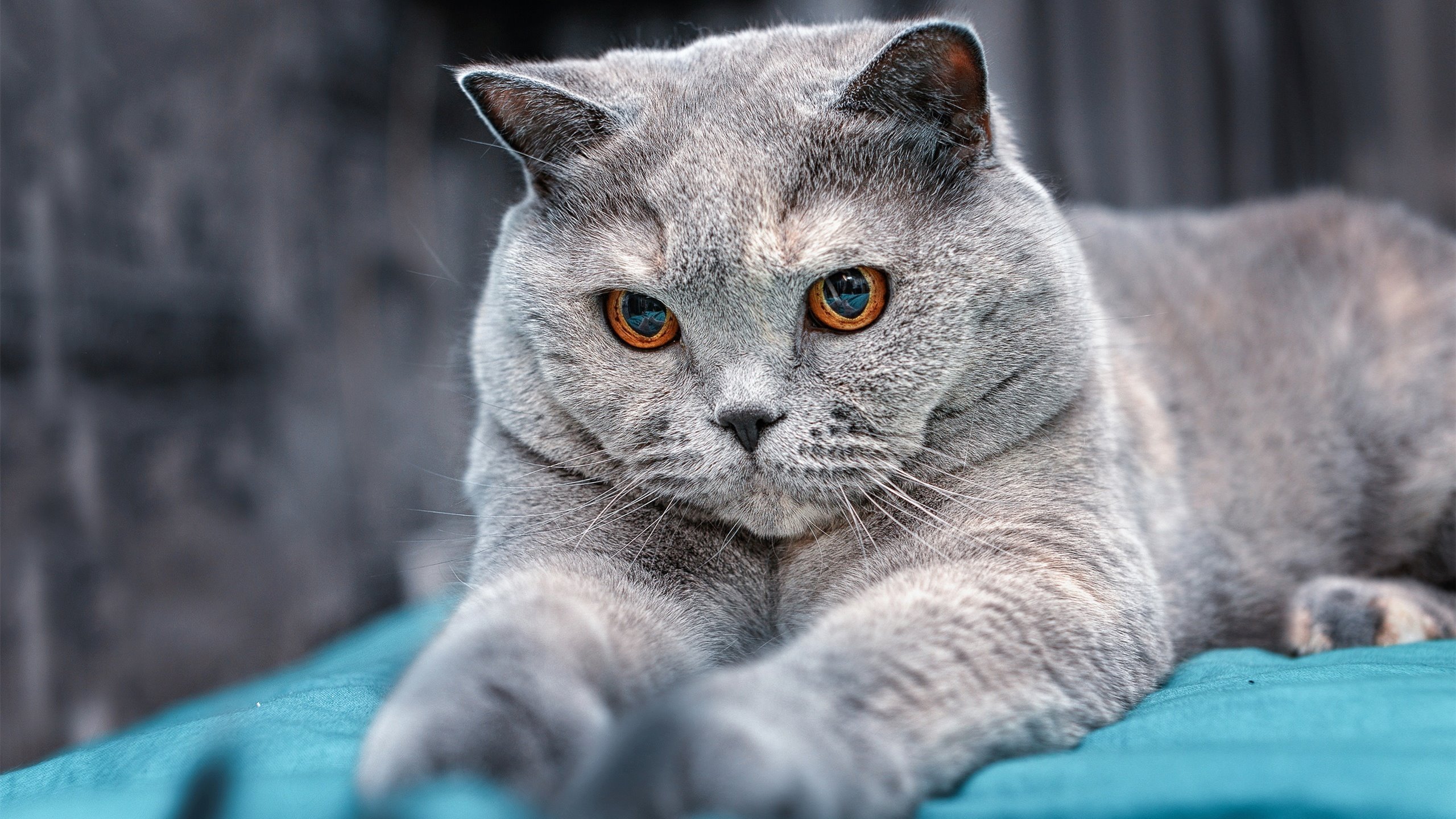 黑金刚的枢纽战争,卢卡库如何以一己之力撕裂米兰攻防