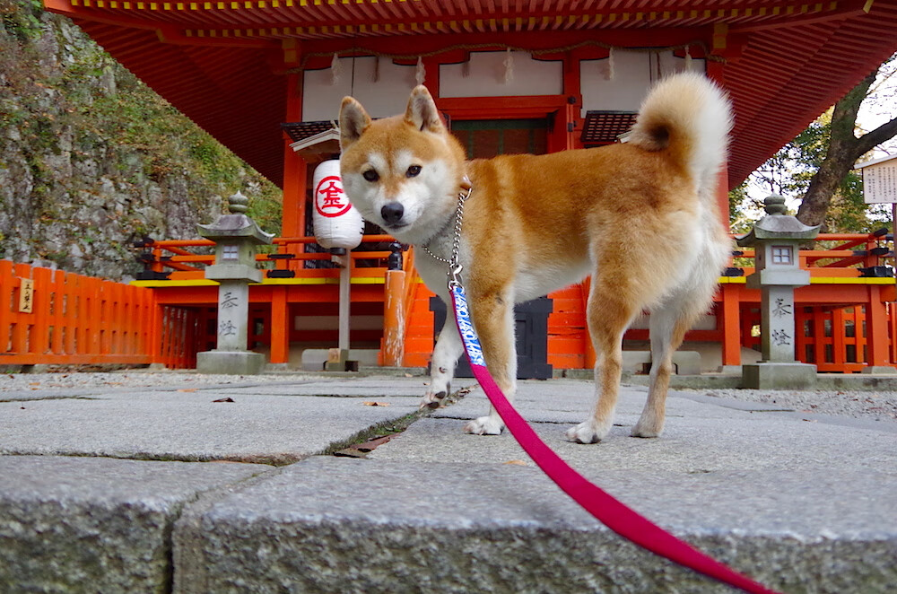 绿茵与硬木的共鸣，国际米兰的智利战役与C罗的抢七神话