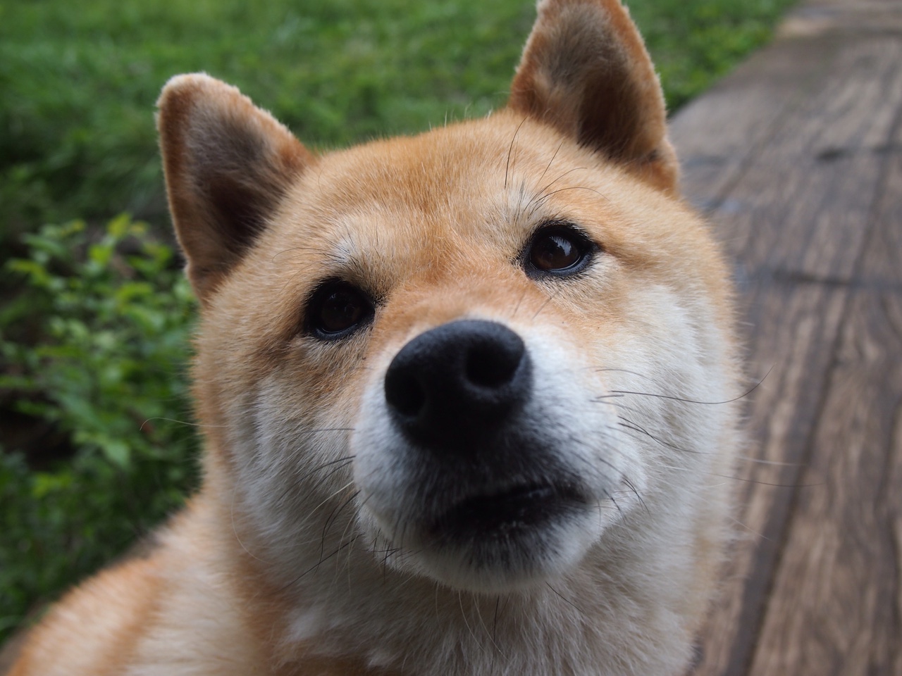 唯一性时刻,东契奇瘸腿奔跑,改写总决赛所有规则