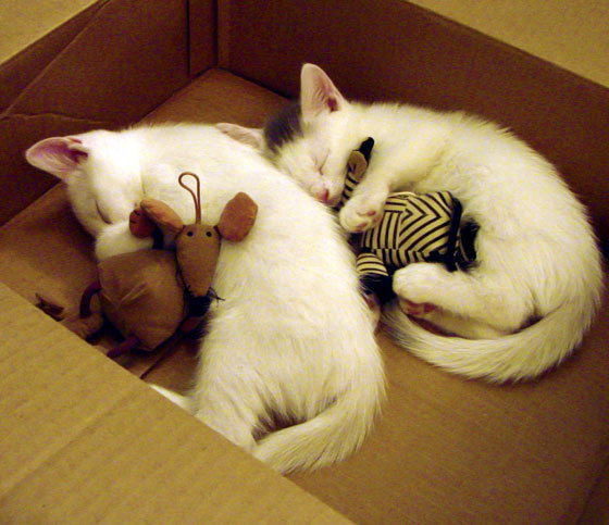 地狱走廊鏖战120分钟!AC米兰钢铁防线顶住风暴,约维奇加时赛一剑封喉