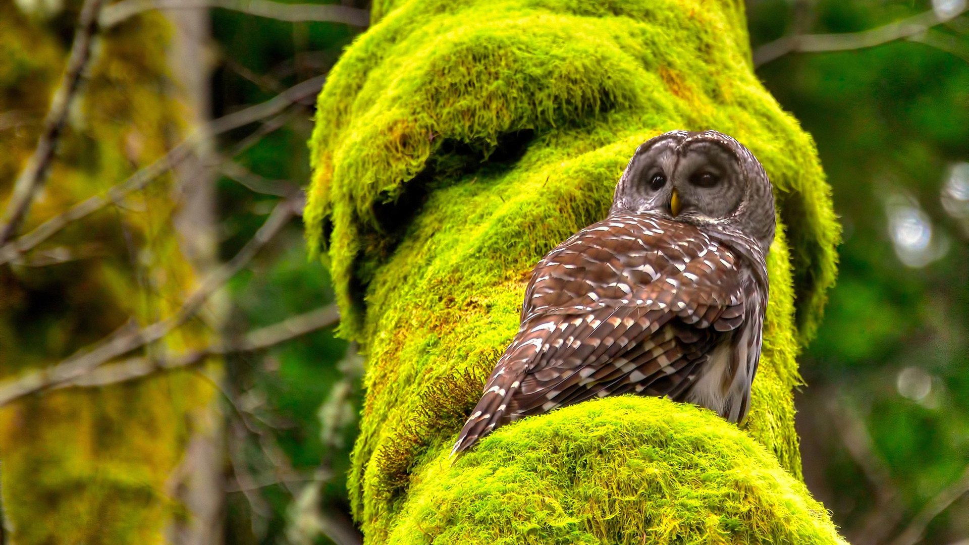 绿茵与硬木的争冠交响,德甲焦点战启示与广厦队一波流的胜利哲学