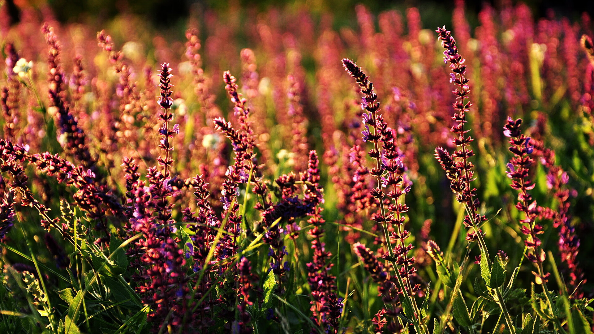 皮克的减速带哲学，数据之外的节奏掌控，雷恩如何被哥斯达黎加温柔绞杀？