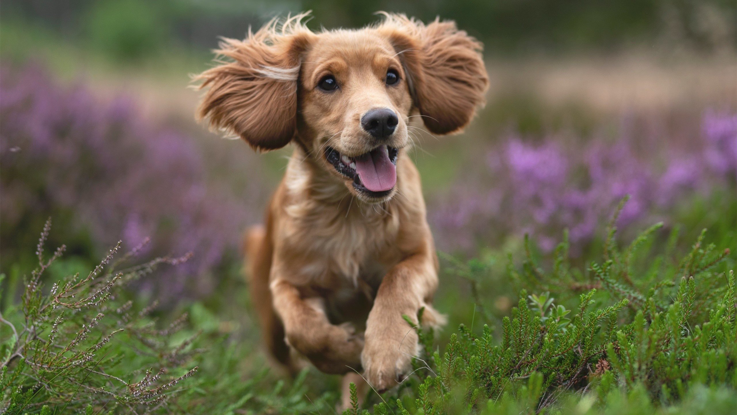克瓦拉茨赫利亚的逆流之歌，个人英雄主义在曼城精密齿轮中的最后一搏