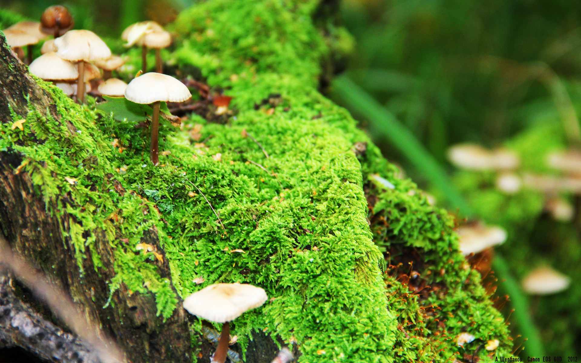 跨界奇迹,阿尔及利亚末节逆转尤文,梅西驰骋F1街道赛称王