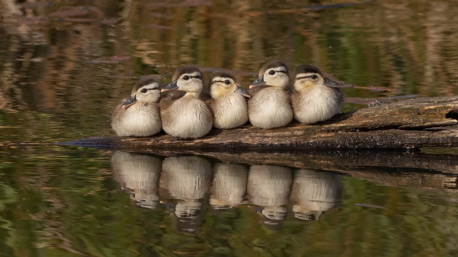 蒂亚戈·席尔瓦，终局之神