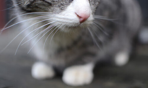 铁壁与洪流之间，金玟哉的硬仗之王炼成记—当英格兰技术风暴遭遇哥斯达黎加钢铁森林