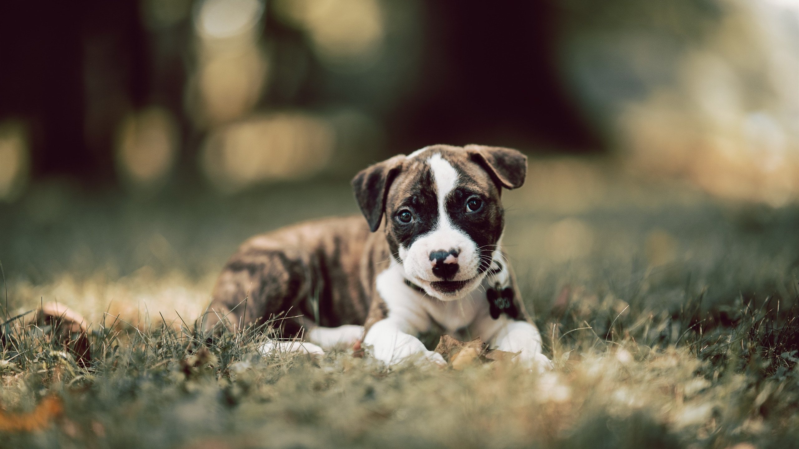 梅西在焦点战之夜表演，数据背后，何为统治级的真正魔幻