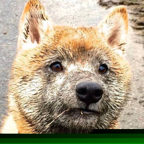 跨洋史诗对决，骑士末节逆转，在梦幻交锋中淘汰顽强北京队