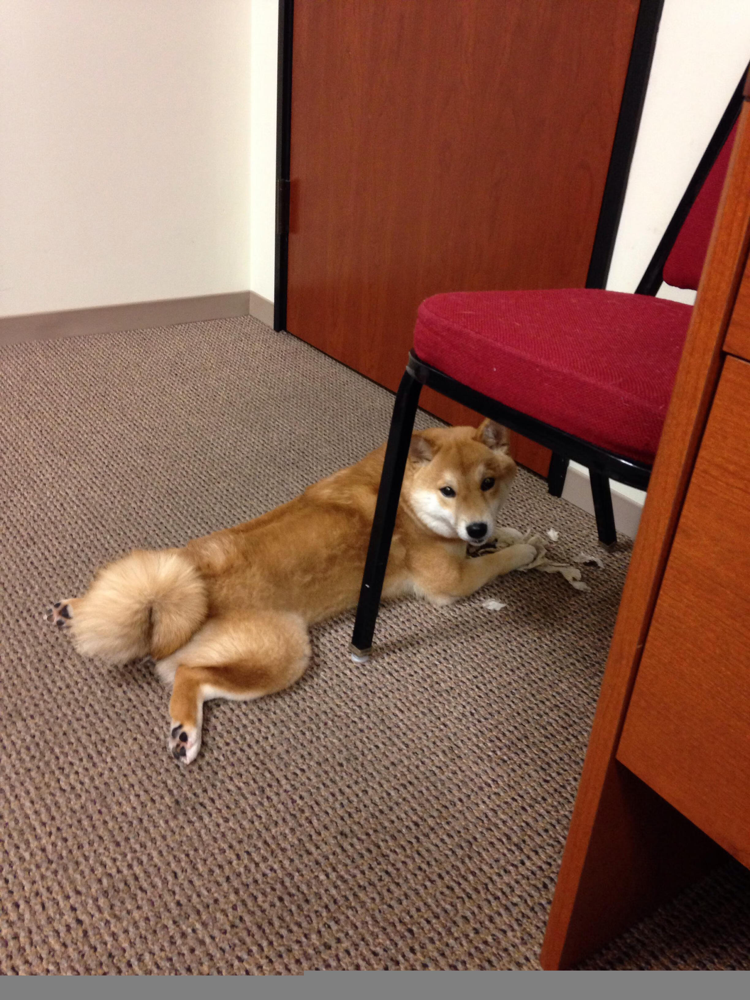 血染战靴的孤胆英雄！锡安一瘸一拐杀死比赛，独行侠爆冷魔术他只用了最后93秒