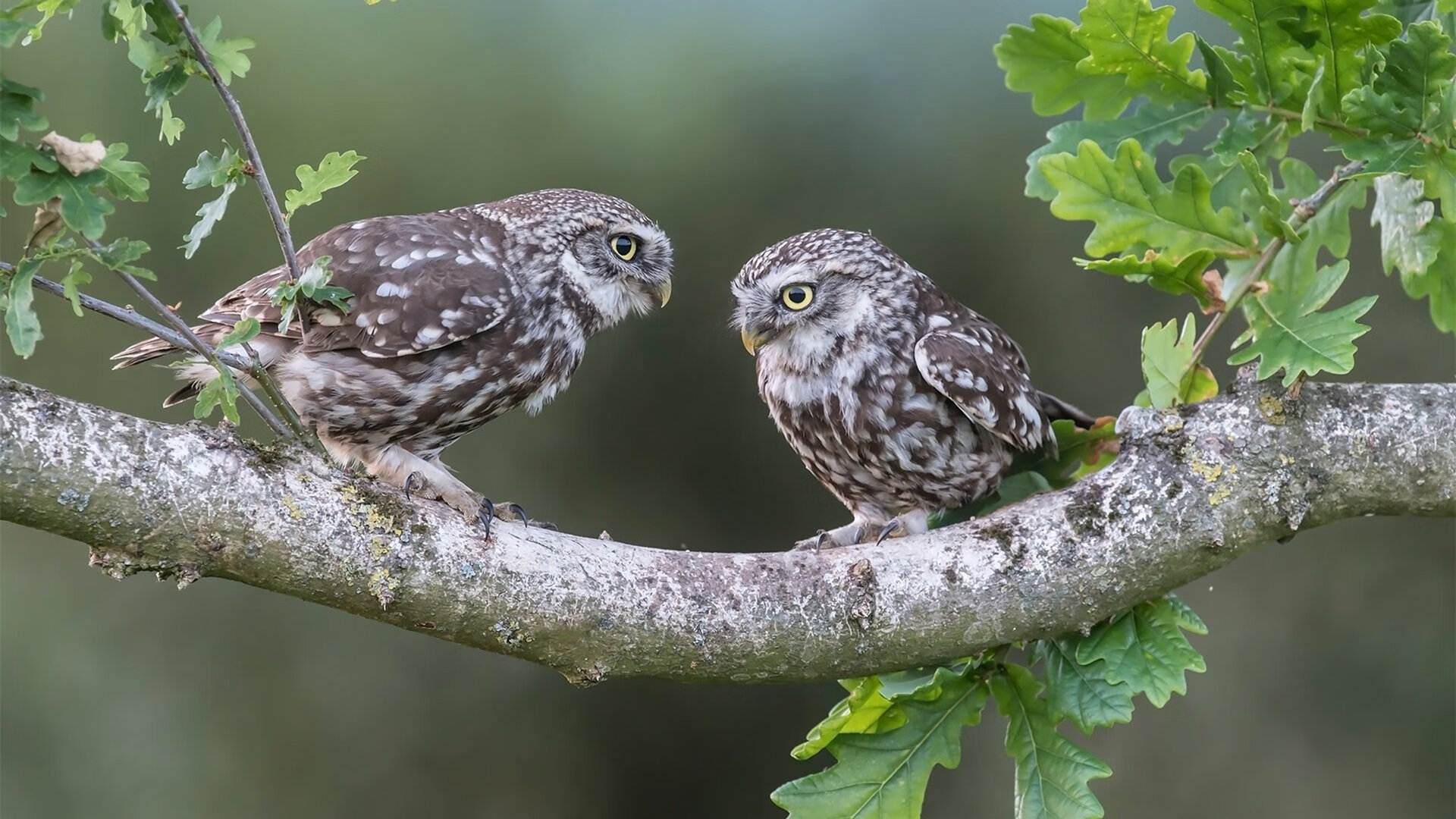 赖斯统治中场，比利亚雷亚尔友谊赛击败尼日利亚，全场最佳无争议