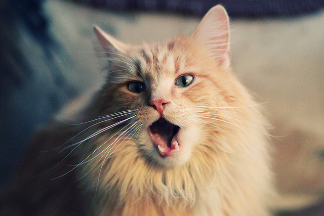 三笘薰，欧冠之夜的三魂共振