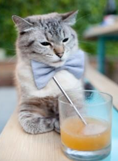 赛道上的篮球对决，公牛以F1速度强势拿下辽宁队