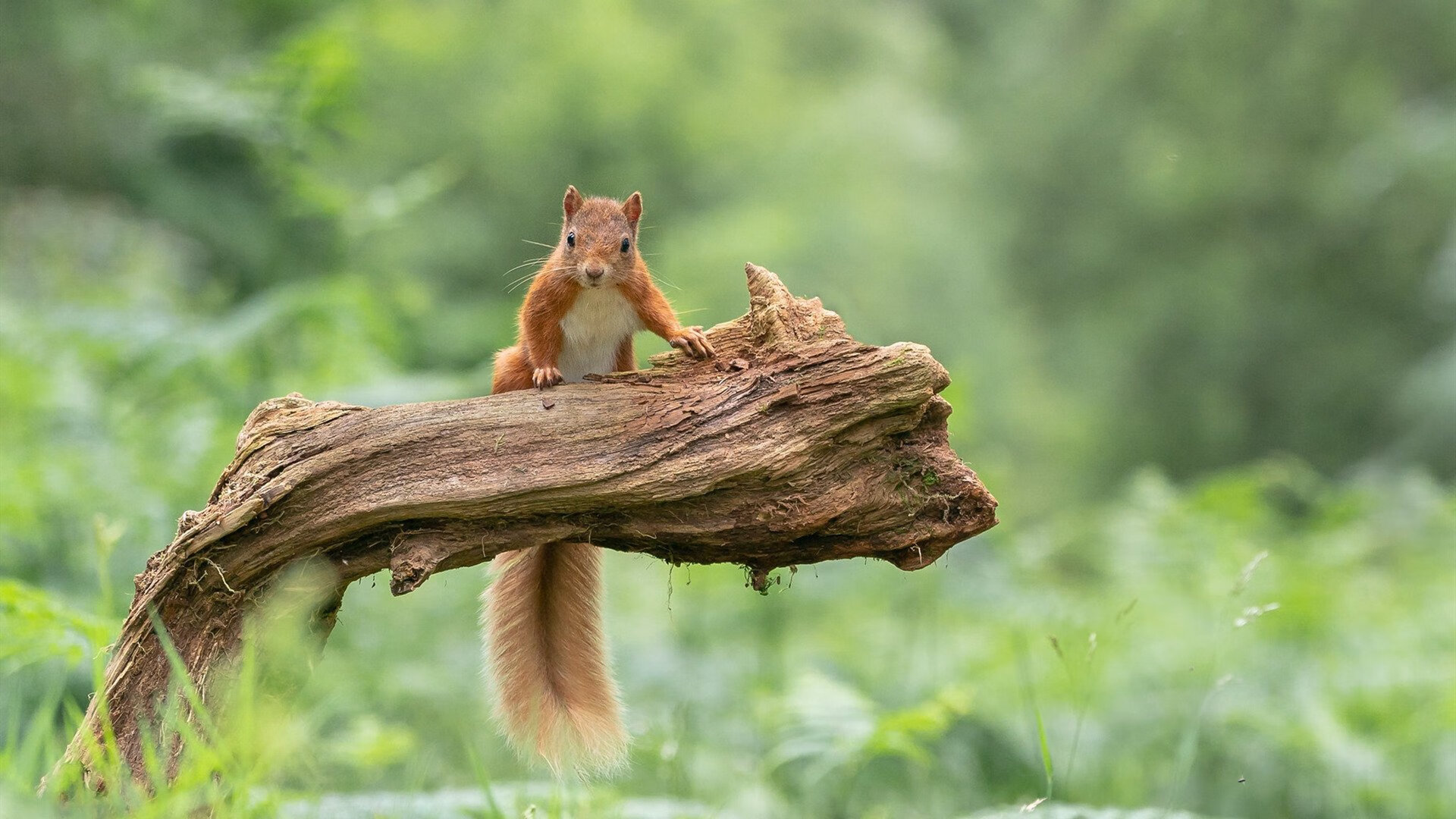 铁血长矛刺破夜幕，法比尼奥连续致命击，马竞欧冠苦战碾碎雷恩铁壁