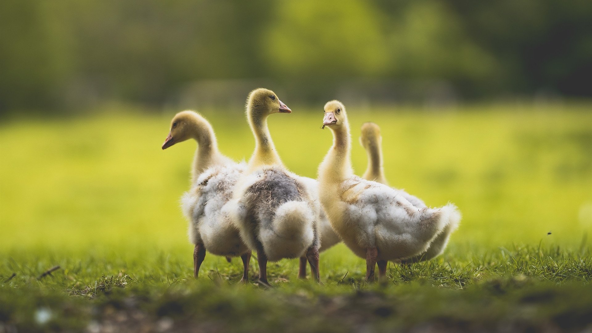 绿茵场与古战场的共振，当维尼修斯无解时，加拿大能否打穿罗马？