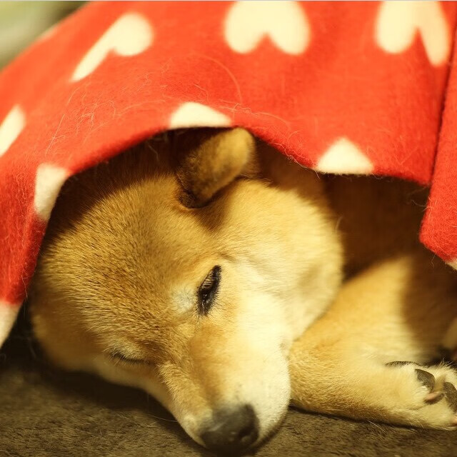 跨界制胜之道，德甲争冠夜的钢铁意志与约基奇的罚球艺术