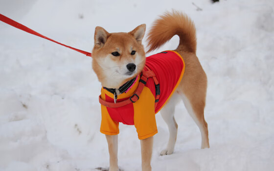 一场没有硝烟的卡位战，智利用高压，把奥运门票抢出火星