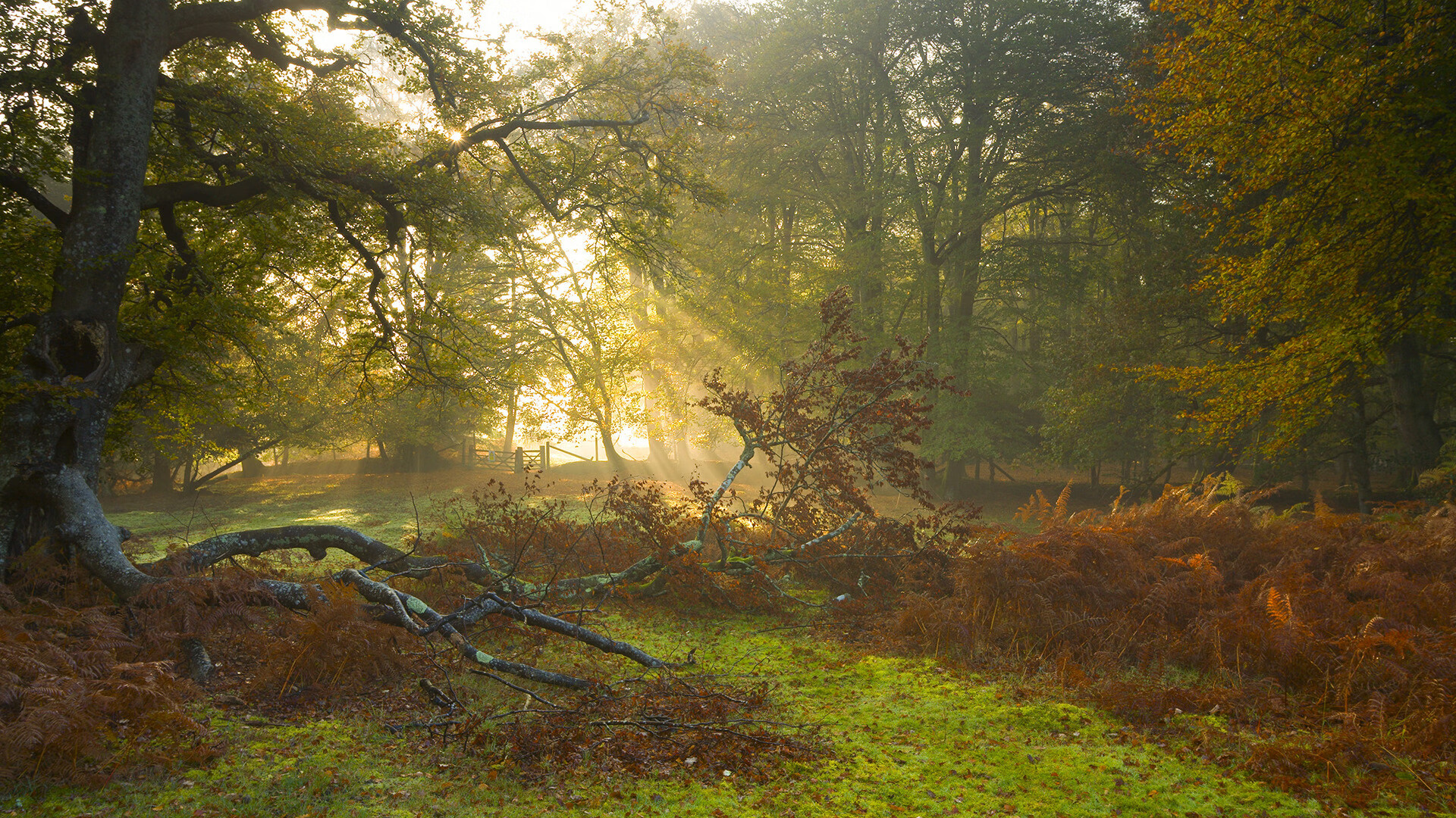 独家视角莫兰特制胜密码，上海队靠非典型英雄主义撕开开拓者防线